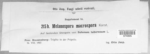 Melanospora macrospora image
